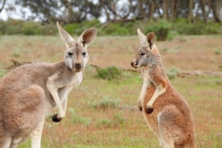 kangaroos.jpg